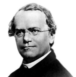 Mendel's Enduring Legacy: Father of Genetics & Heredity